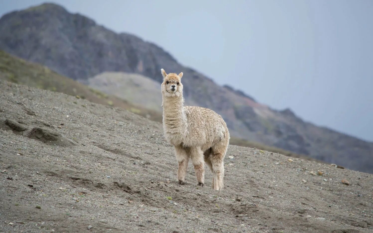 Llama2