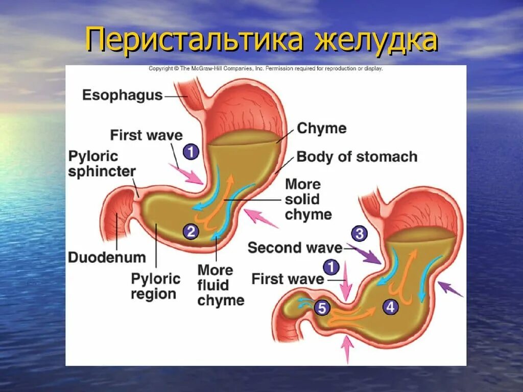 Желудочная моторика. Перистальтика ЖКТ. Перистальтические волны желудка. Перистальтика желудка. Перистальтические движения желудка.