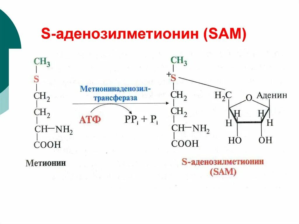 S аденозилметионин структурная формула. Метионин в аденозилметионин. Строение активной формы метионина. Синтез Sam из метионина. Структура активного метионина