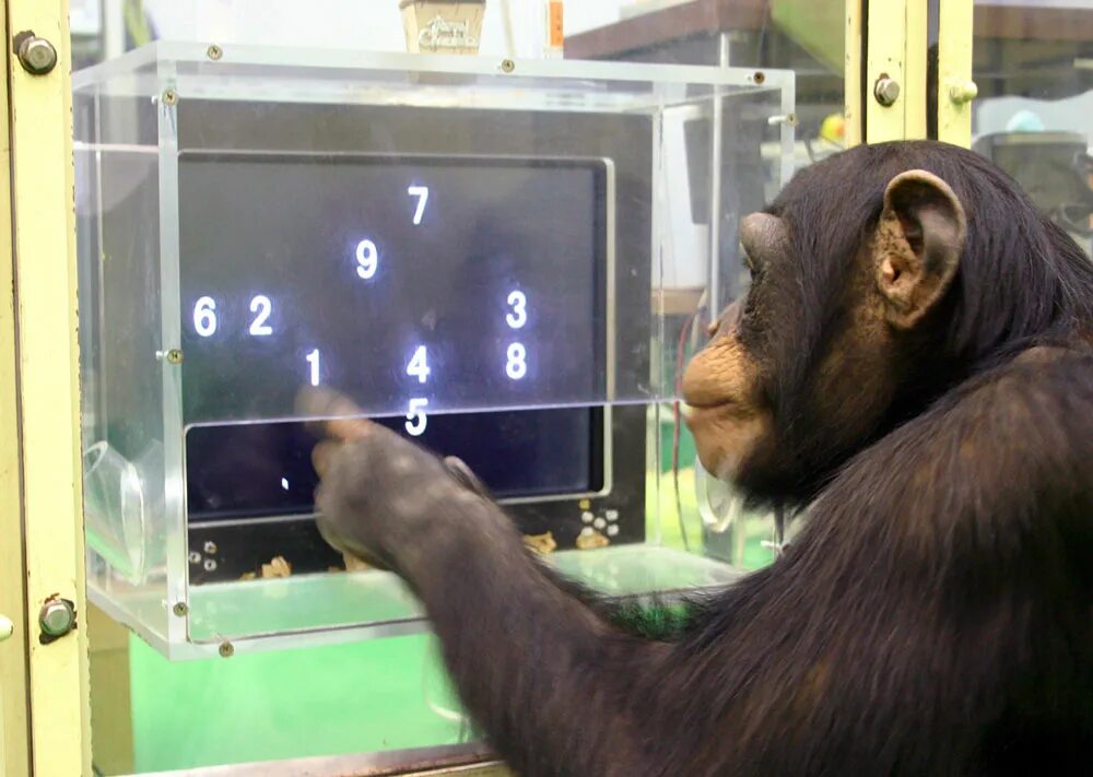 Обезьяна не понимает. Шимпанзе Аюму. Интеллектуальные способности шимпанзе. Умная обезьяна. Шимпанзе самое умное животное.