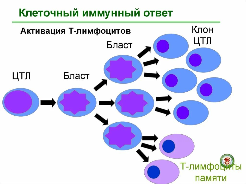 Активация иммунного ответа. Схема клеточного иммунного ответа. Схема иммунного ответа лимфоциты. Адаптивный иммунный ответ т и в лимфоциты. Адаптивный иммунный ответ схема.