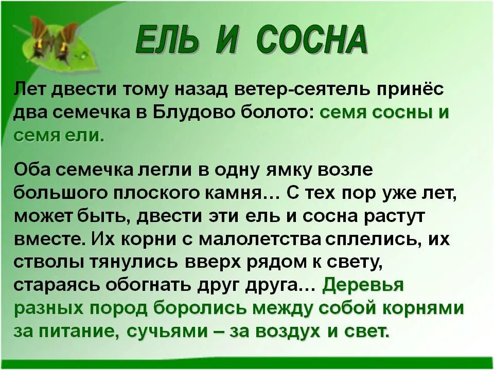 Ель и сосна на блудовом болоте. Лет двести тому назад ветер-Сеятель. Лет двести тому назад ветер-Сеятель принёс два семечка. Кладовая солнца двести лет тому назад.