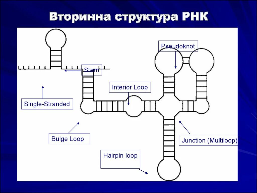 Структура РНК. Схема структуры РНК. Строение РНК. Третичная структура РНК.