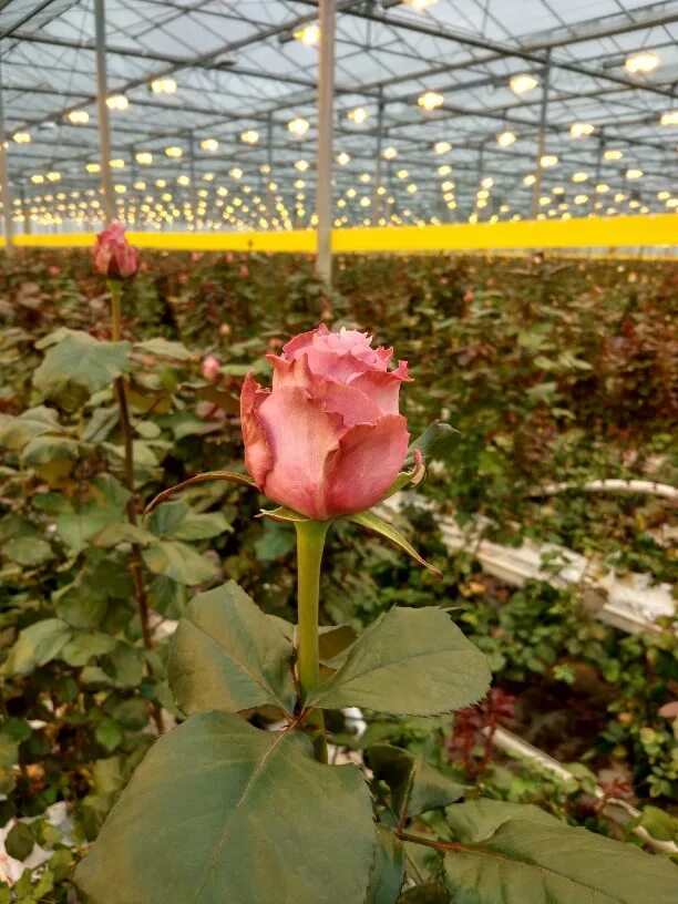 Чеховский сад город киреевск. Роза денис чеховский сад. Роза мейян чайно-гибридная антон чехов. Розы из чеховского сада. Сад галины баскаковой розы остина.