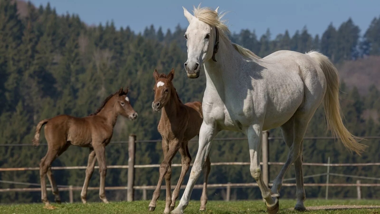 жеребенок лежит. жеребенок в профиль. про кобылу. конь кобыла жеребенок. мустанг лошадь с жеребёнком.