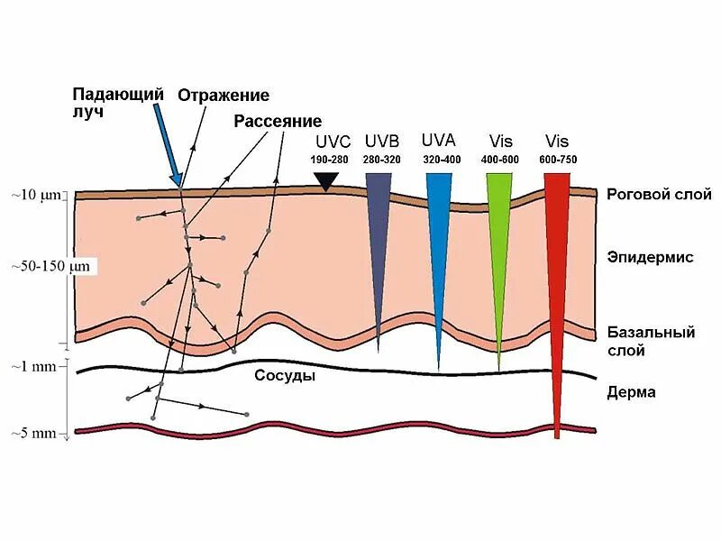Проникнуть в глубь. Глубина проникновения лазерного излучения в кожу. Глубина проникновения лазерного излучения в ткани. Световые волны проникают в кожу. Глубина проникновения излучения.