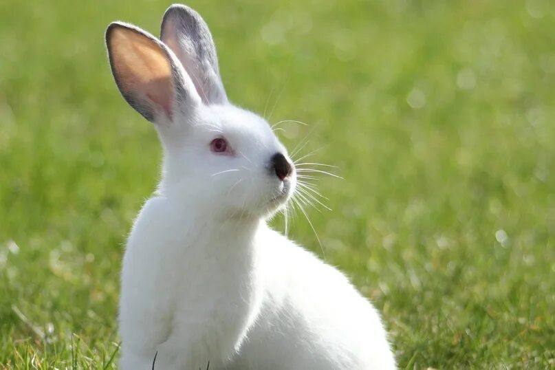 Зайчик официально. Заяц альбинос. Белый кролик. Заяц белый.