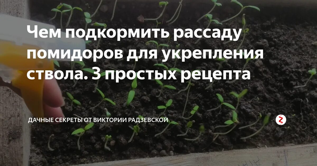 Чтоб рассада была толстенькой чем подкормить. Удобрения для укрепления рассады томатов. подкормить рассаду томатов. удобрения для укрепления корневой системы рассады. тонкая рассада помидор.