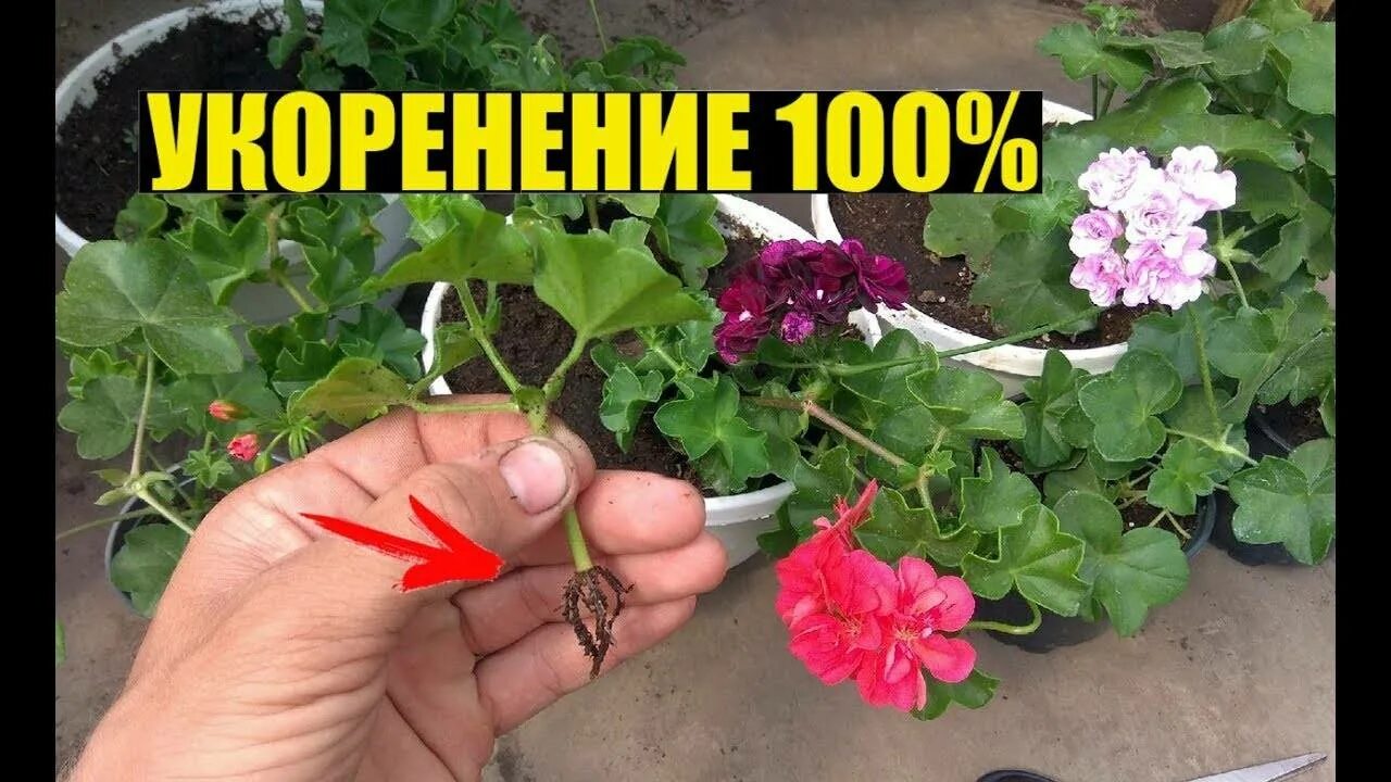 Укоренение пеларгонии в воде