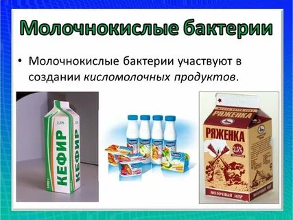 Роль молочнокислых бактерий в жизни человека