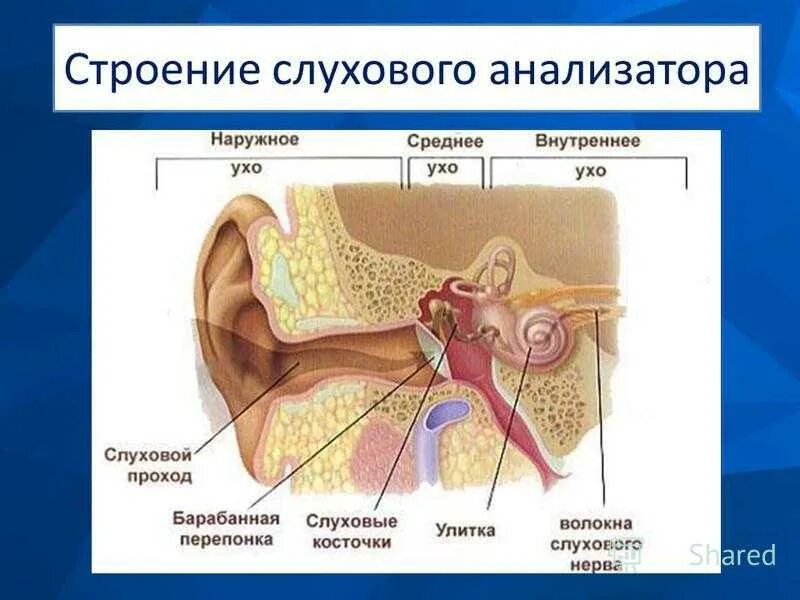 Строение и функции слухового. Строение слухового анализатора наружное среднее внутреннее ухо. Строение наружного среднего и внутреннего уха. Строение слухового анализатора человека анатомия. Строение наружного среднего и внутреннего уха рисунок.
