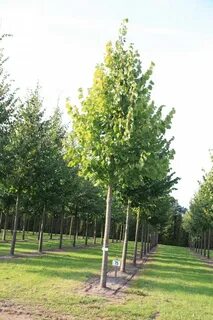 Tilia cordata komsta mini