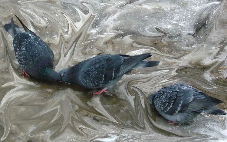 Голубь пьющий воду. Голуби пьют воду. Голуб пёт вода. Голубь пьёт воду фото. Голубь пит на 3d.