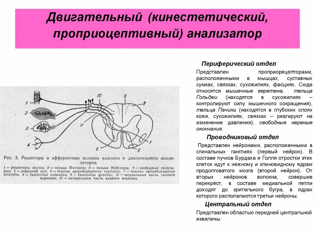 Проводниковый отдел двигательного анализатора схема. Схема кожно-кинестетического анализатора. Двигательный анализатор с рецепторами схема. Отделы периферической сенсорной системы анализатора. Элементы сенсорных систем