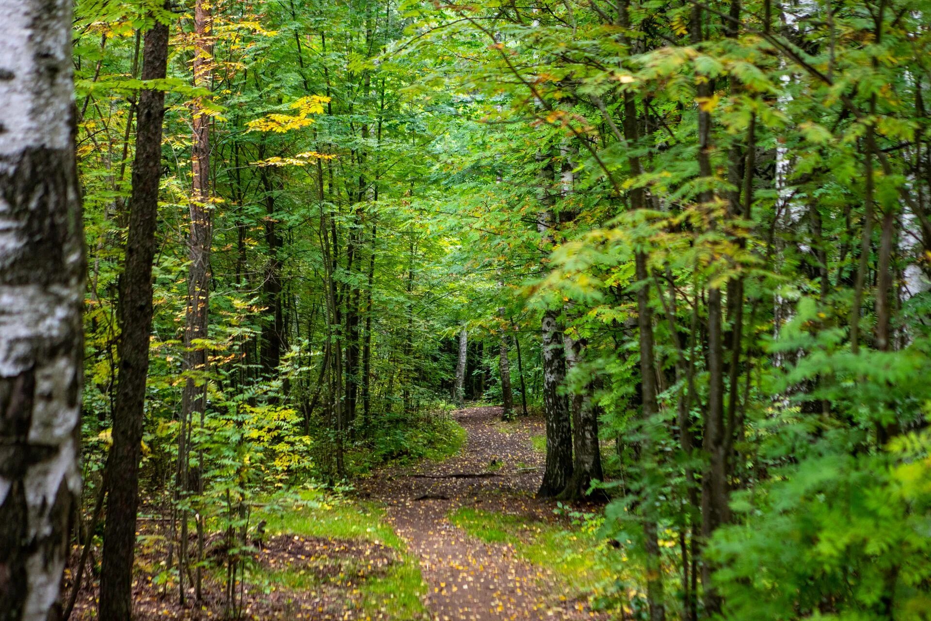 Еловый парк павловск. Поле лес. Еловый лес. Лес поблизости. Лес поблизости.