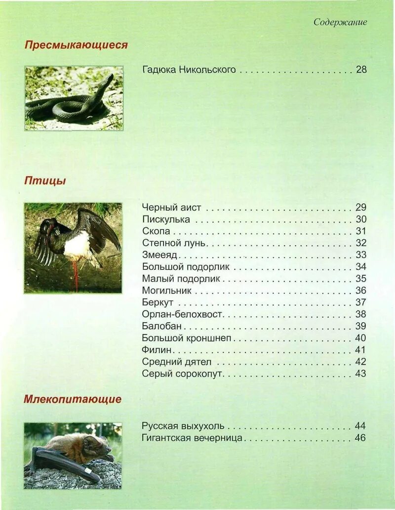 Содержание рептилий
