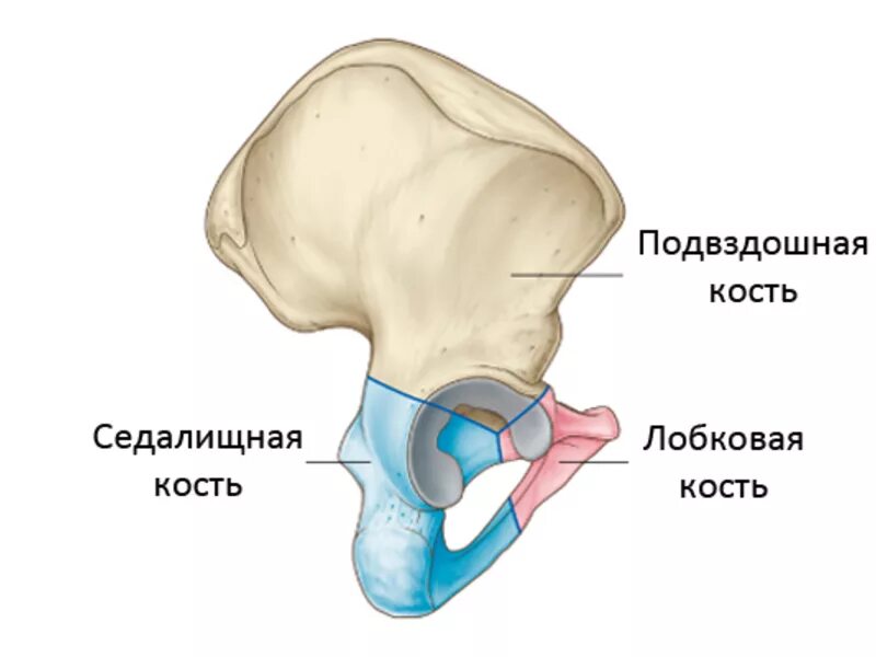 Передние ости подвздошных костей. Таз анатомия вертлужная впадина. Вертлужная впадина анатомия человека. Подвздошная кость (os Ilium). Кости таза вертлужная впадина.