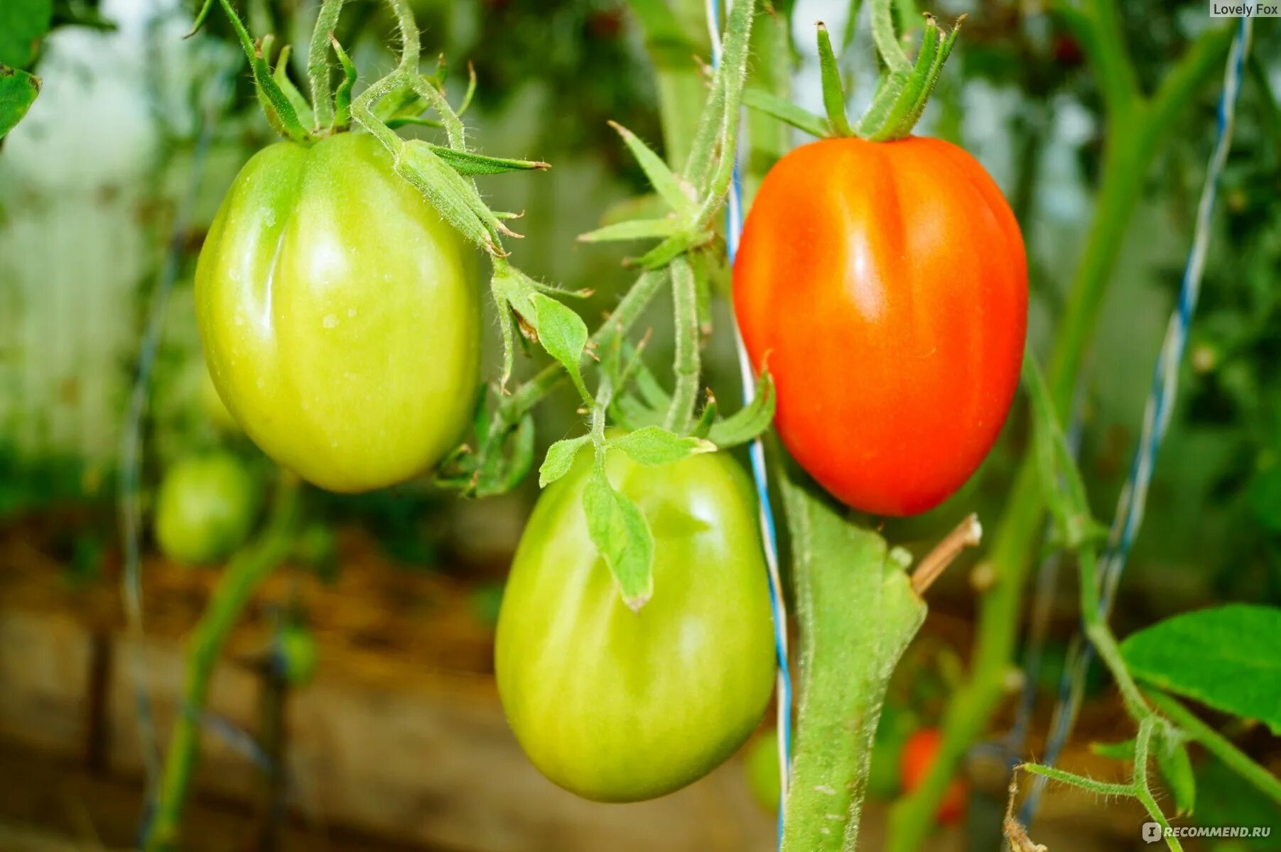 Пузата хата помидоры фото отзывы садоводов