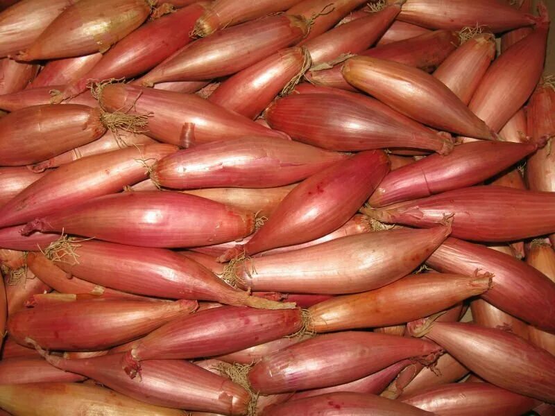 лук шалот цербуне. лук-шалот лонгор. лук севок шалот семейный березовский аристократ. лук репчатый шалот. лук-шалот чиполучо.