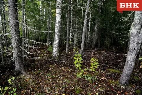 Пропуск в чернамский заповедник