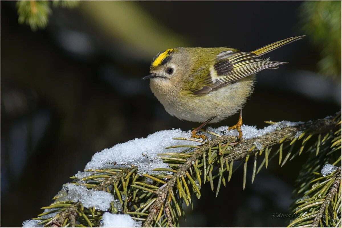 Желтоголовый королек птенцы. Централки корольки. Желтоголовый королек фото. Желтоголовый королек иллюстрация. Желтоголовый королёк птица.