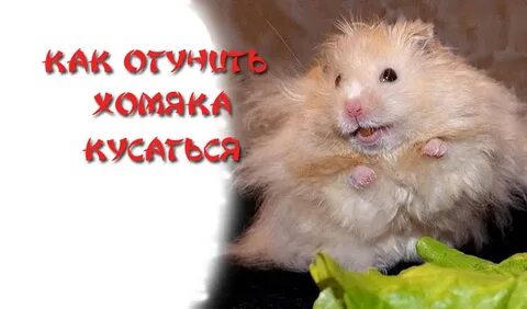 Хомяки кусаются