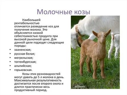 Удой козы в сутки
