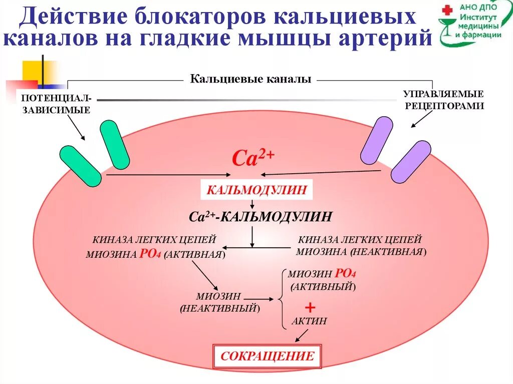 Амлодипин побочные действия при длительном применении. Блокаторы калиевыъ каналов механизм действия. Блокаторы медленных кальциевых каналов механизм действия. Механизм действия кальциевых блокаторов. Механизм действия блокаторов кальциевых каналов антигипертензивный.