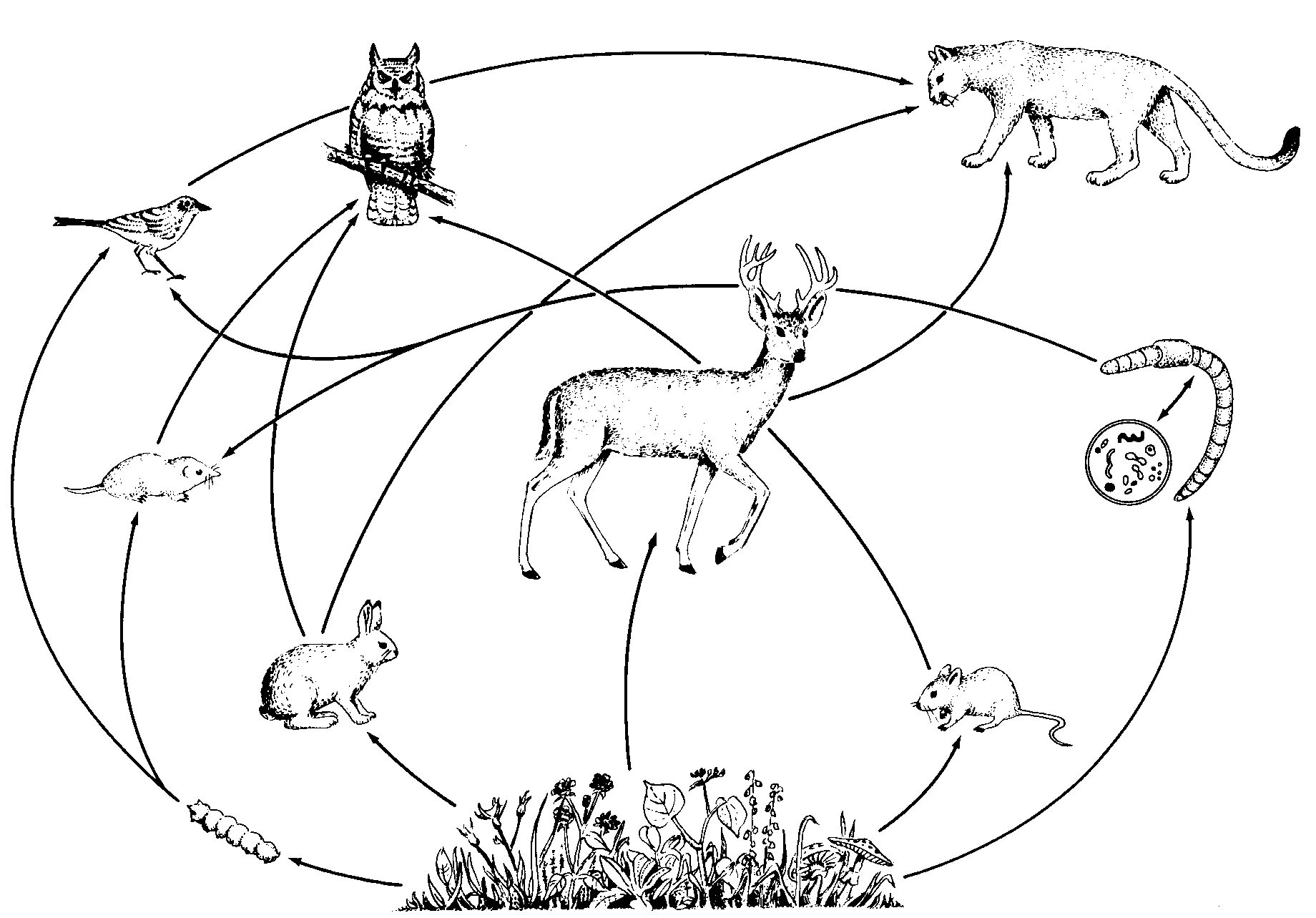 Цепи питания природной экосистемы. Цепь питания круговорот веществ в природе. Цепочка питания биоценоз схема. Круговорот цепи питания животных. Схема цепи питания биогеоценоза.