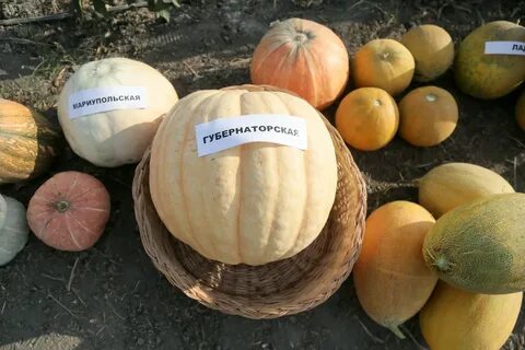 Дыня тыквенные