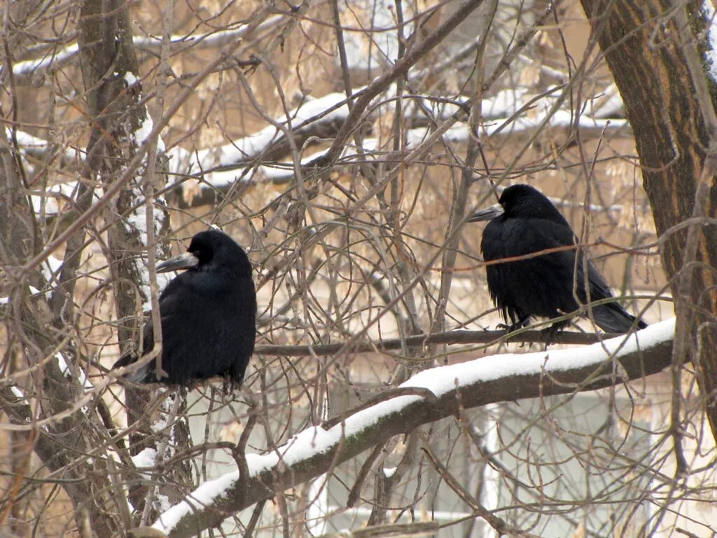 где зимуют грачи. птицы похожие на грачей которые зимуют в подмосковье. грач зимой. грач зимующая птица. грач зимующая птица.