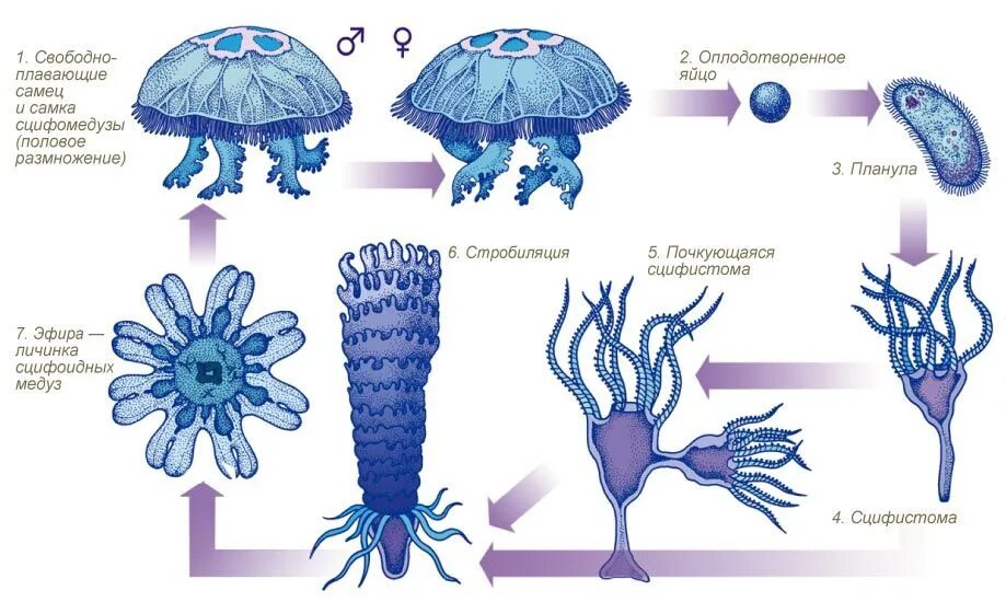 Стадия жизненного цикла медузы. Жизненного цикла медузы Аурелии ушастой. Цикл развития медузы Аурелии. Жизненный цикл медузы Аурелии.