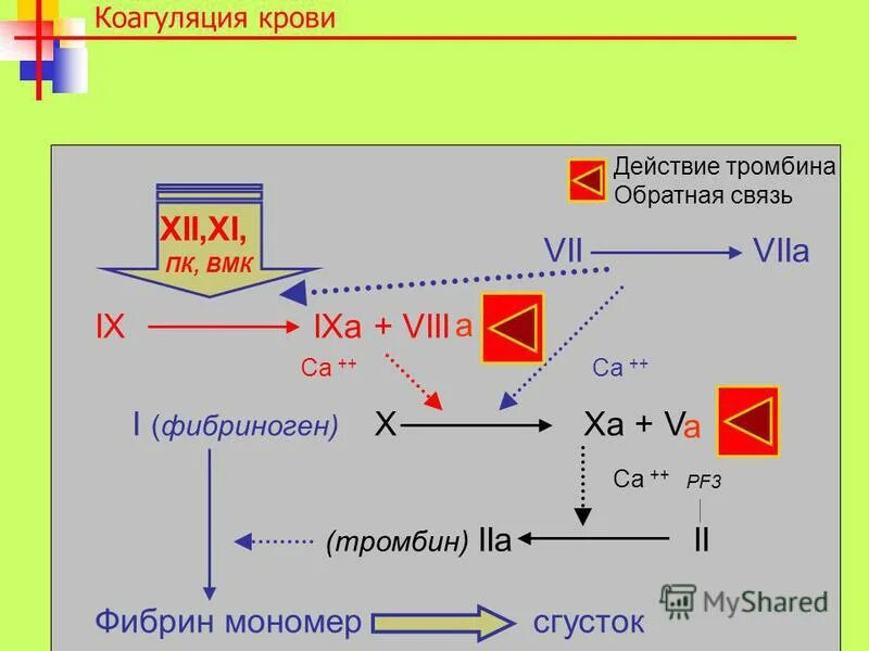 Тромбоциты свертывание крови. Тромбиновое время методика. Фибриногена №10 т1302. В свёртывании крови участвуют клетки. Методы определения фибриногена.