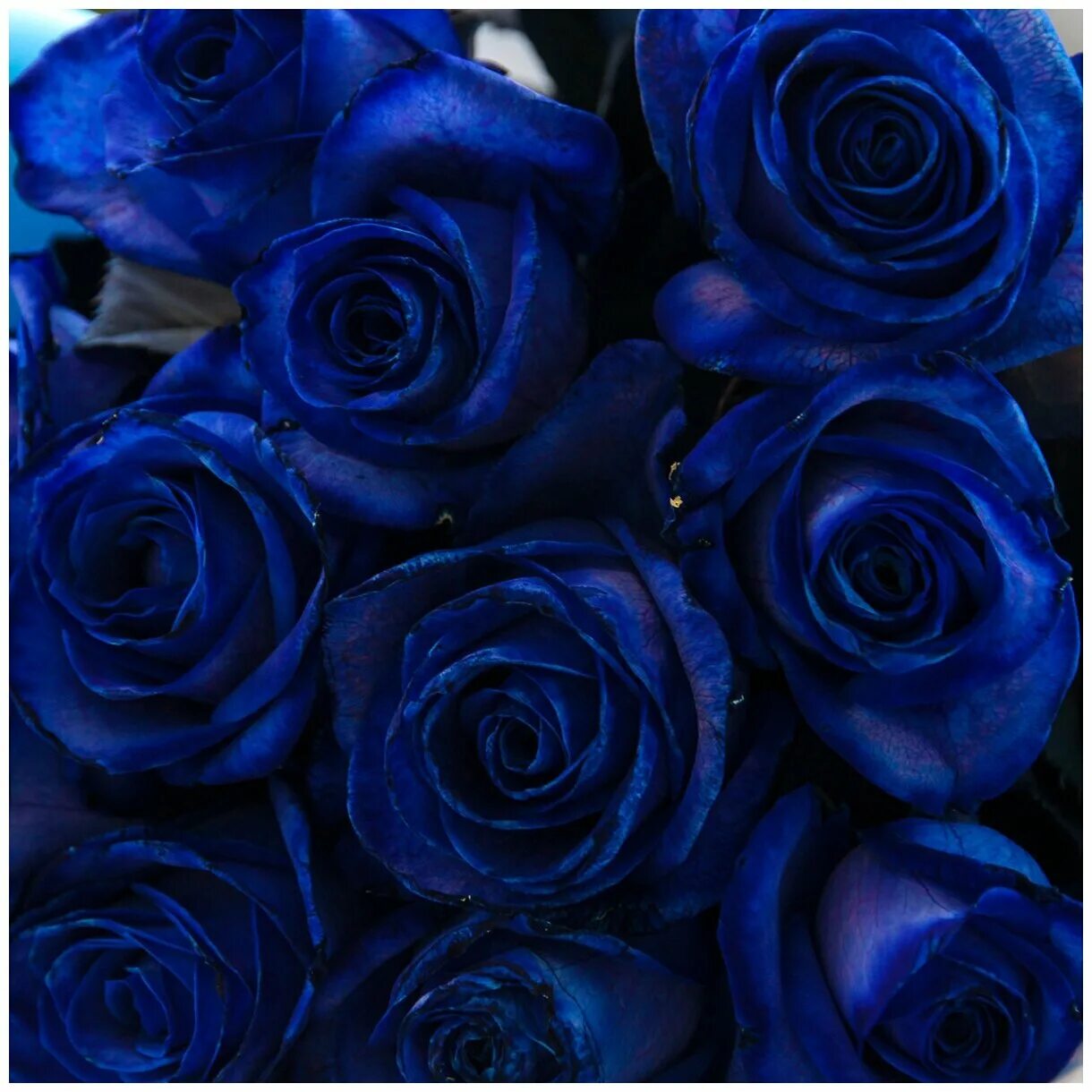 Синяя 25. 11 Синих роз. Маленькие синие розы. 11 Синих роз в упаковке. 9 Синих роз (70 см.).