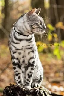 Silver cat