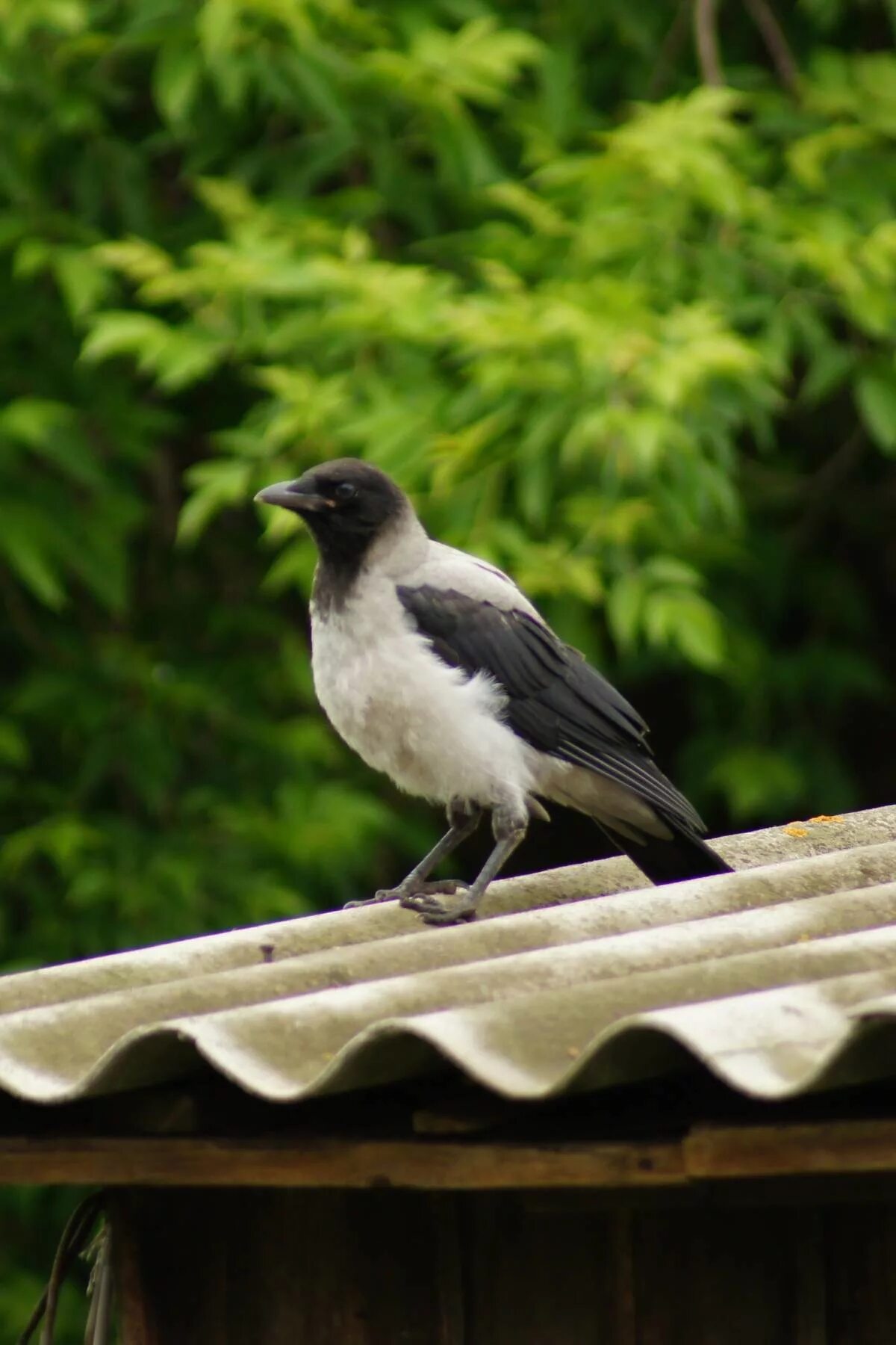 Серый ворон 7. Серая ворона. Серые вороны. Corvus cornix. Серая ворона фото.