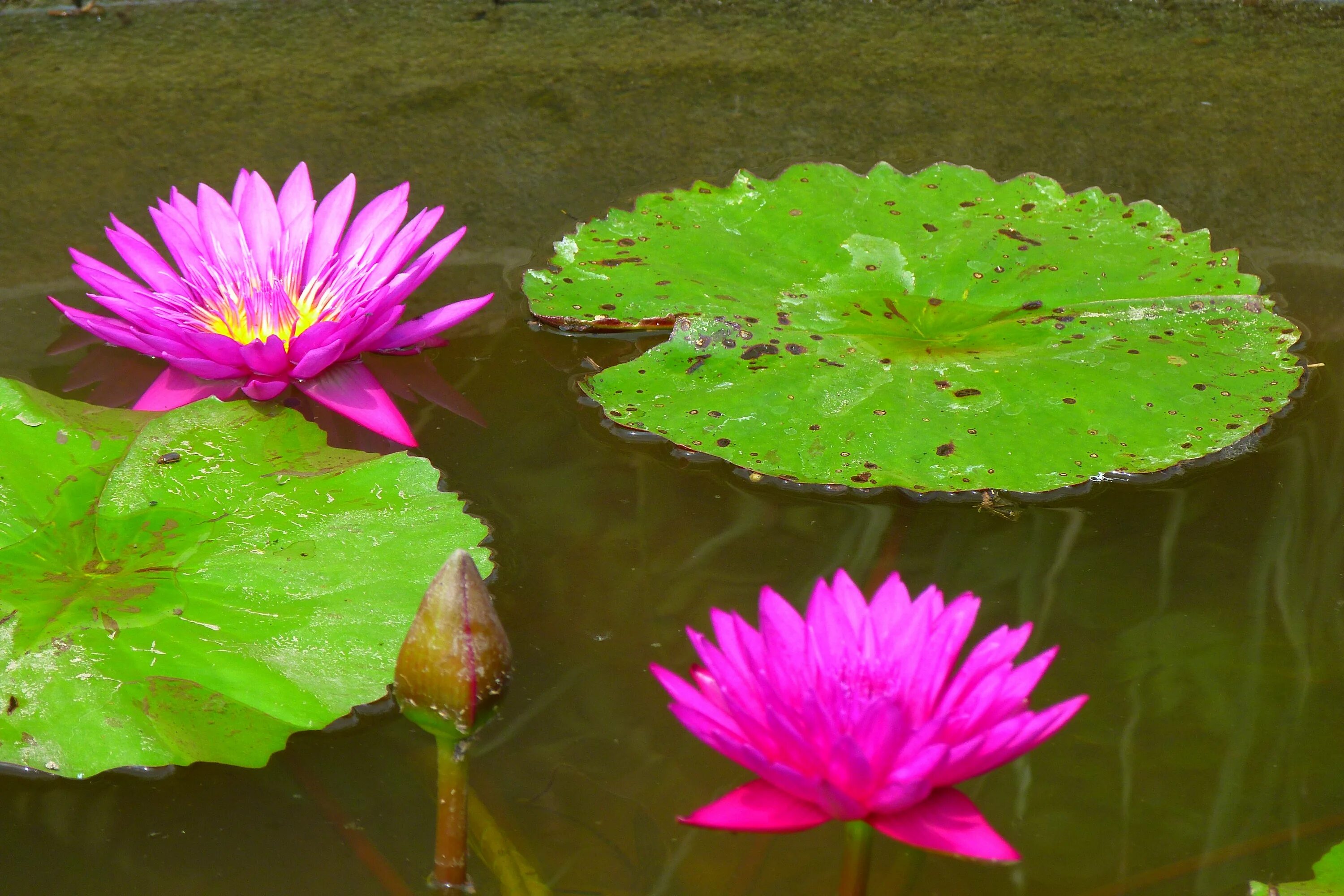 Водные растения у воды. Гидрофиты кувшинка. Кувшинки Лотос цветы лотоса. Розовая Болотная кувшинка. Лотос гидрофит.