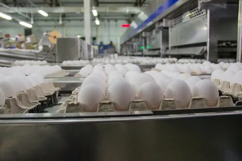 Птицефабрика рязань