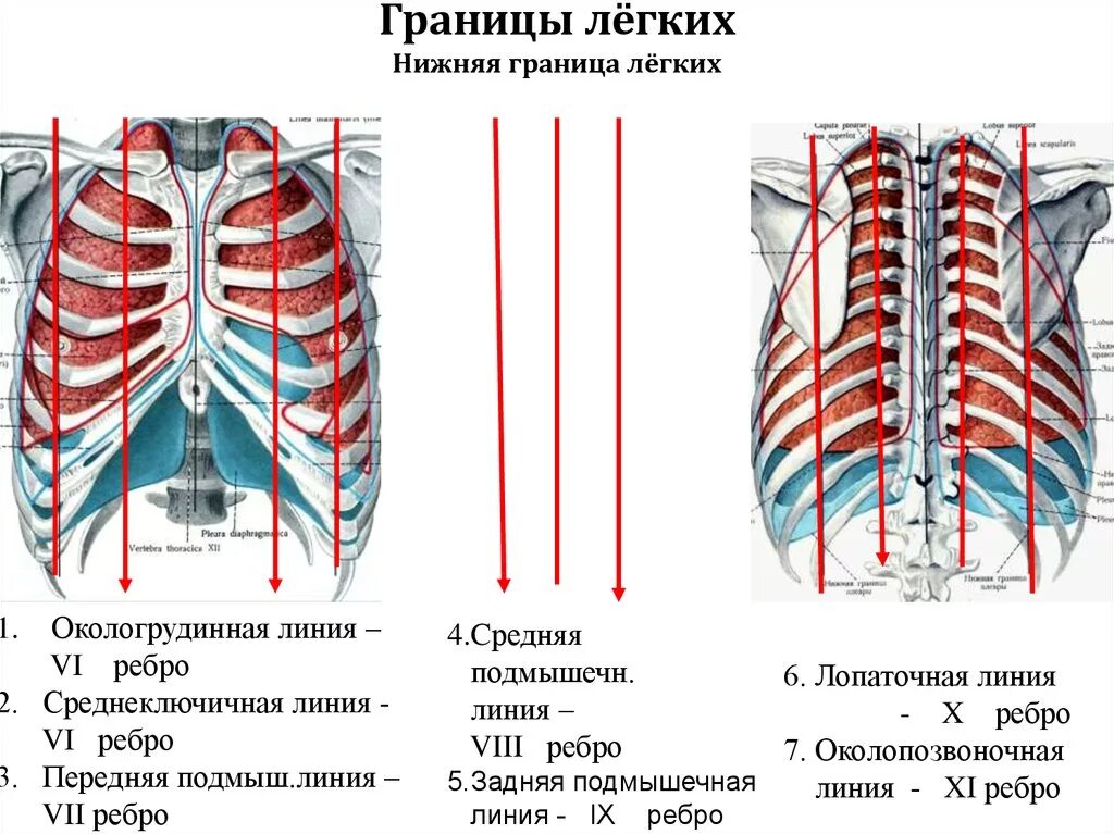 Топография линии грудной клетки. Верхняя граница легких спереди находится. Уровень нижней границы легких