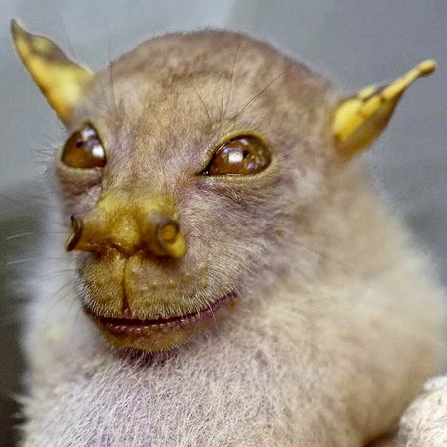 Некрасивые звери. Самые страшные животные в мире. Самые страшные животные. Мадагаскарская руконожка полуобезьяна. Некрасивые звери.