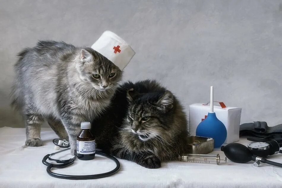 Лекарь лечащий людей и животных. Кошки лекари. кот лекарь. кот медик. лечебный кот.