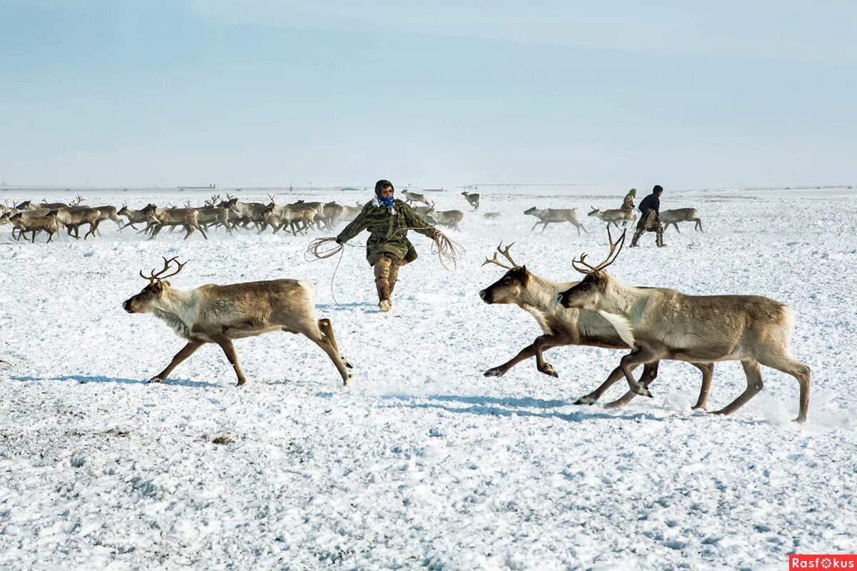 Оленьи пастбища западной сибири. Оленеводство в тундре. Северное оленеводство камчатка. Анадырь оленеводство. Сельское хозяйство арктики.