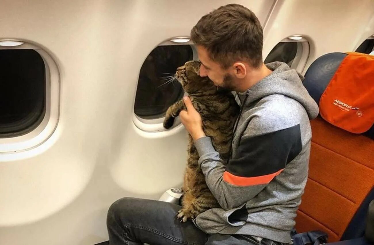 В самолет можно кот. Кот в самолете. Парень в самолете. Селфи в кресле самолета. Кот в багажном отсеке самолета.