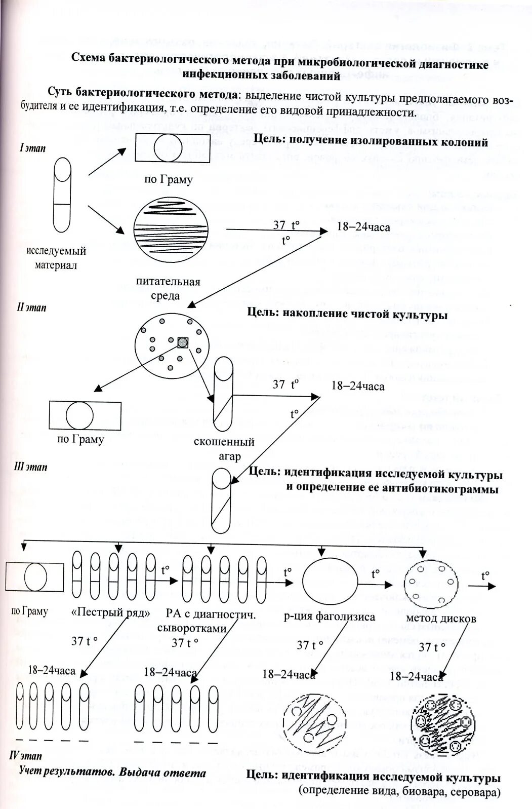 Чистую культуру аэробов выделяют методом посева. Этапы выделения чистой культуры анаэробов схема. схема выделения чистой культуры аэробных бактерий. схема выделения чистой культуры анаэробных микроорганизмов. схема выделения чистой культуры анаэробов микроорганизмов.