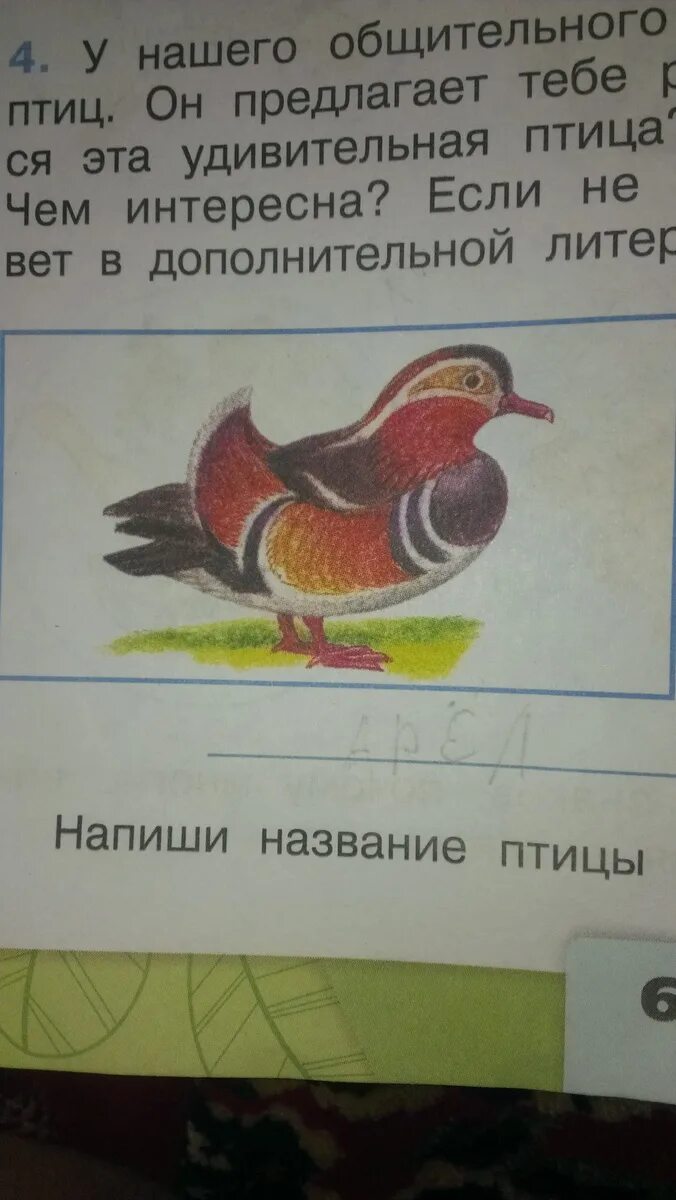 У нашего общительного попугая много. У нашего общительного попугая. напиши название птицы. у нашего общительного попугая много друзей среди птиц. дополнительная литература про птиц.