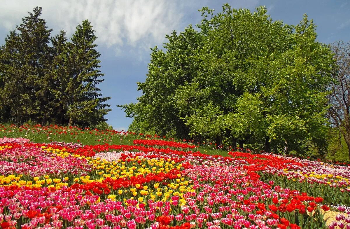 летние цветы. поляна цветов фото. поляна цветов фото. поляна цветов. цветочное поле.