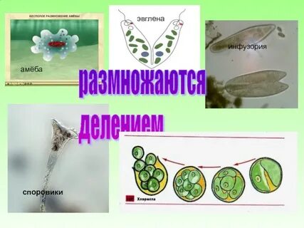 Размножение эвглены амебы инфузории