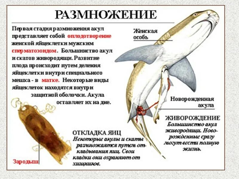 Какие способы характерны для размножения хрящевых рыб. Внешнее строение хрящевых рыб. Системы костных рыб выделительная система. Половая система рыб схема. Класс хрящевые рыбы общая характеристика.