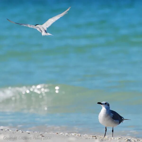 Физкультминутки «над волнами чайки кружат…». Чайка в море слова. Чайки стихи. Морские чайки. Цитаты ричарда баха чайка по имени джонатан.