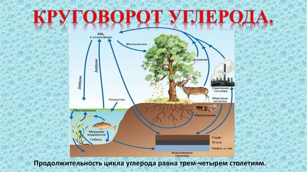 Круговорот веществ углерода схема. Круговорот углерода схема биология. Круговорот углерода в природе 9 класс. Биологический круговорот углерода схема. Экосистемы круговорот углерода